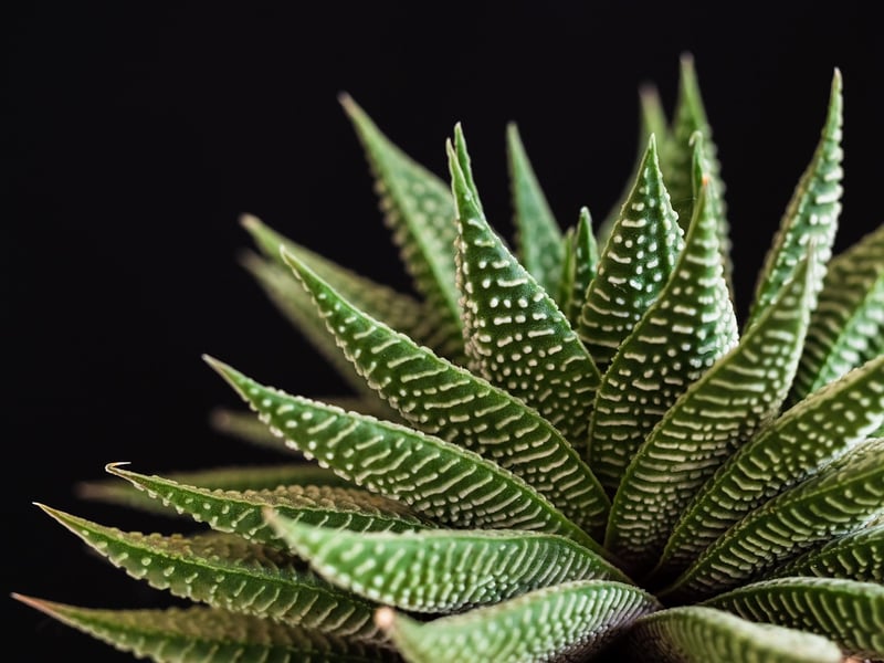 Mini Potted Plant